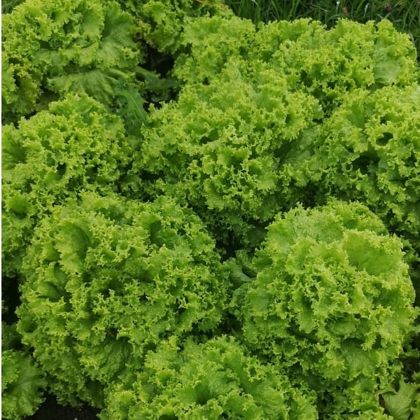 Lechuga Verde Crespa.