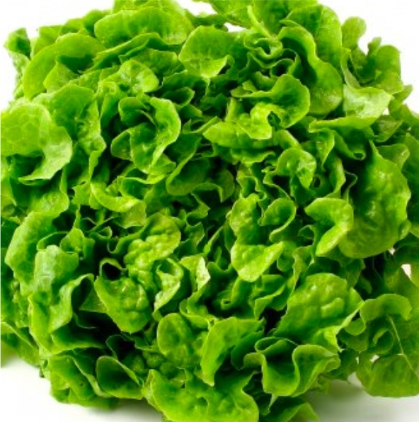 Lechuga Roble Verde
