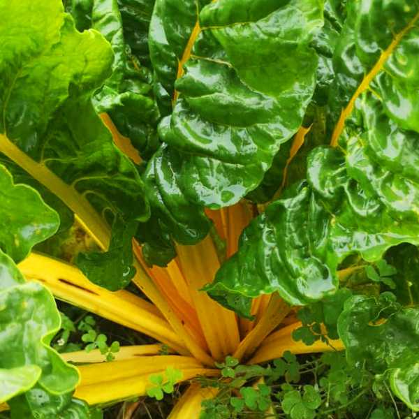 Acelga amarilla