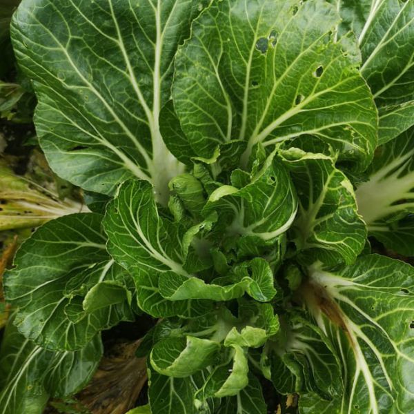 Bok choi o col china