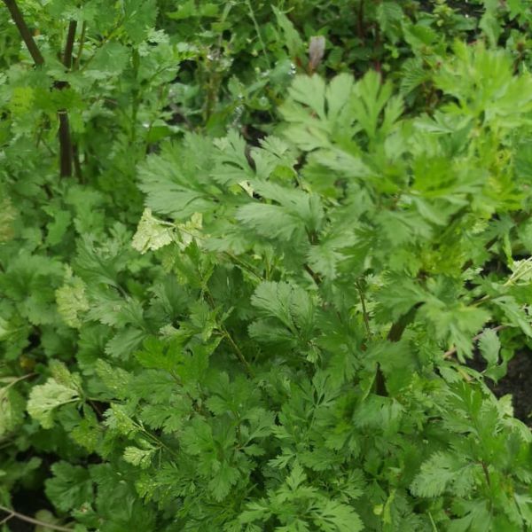 Cilantro