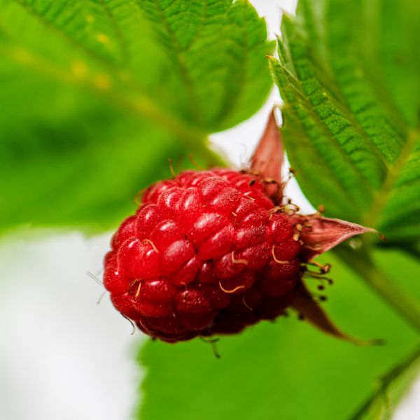 Frambuesa