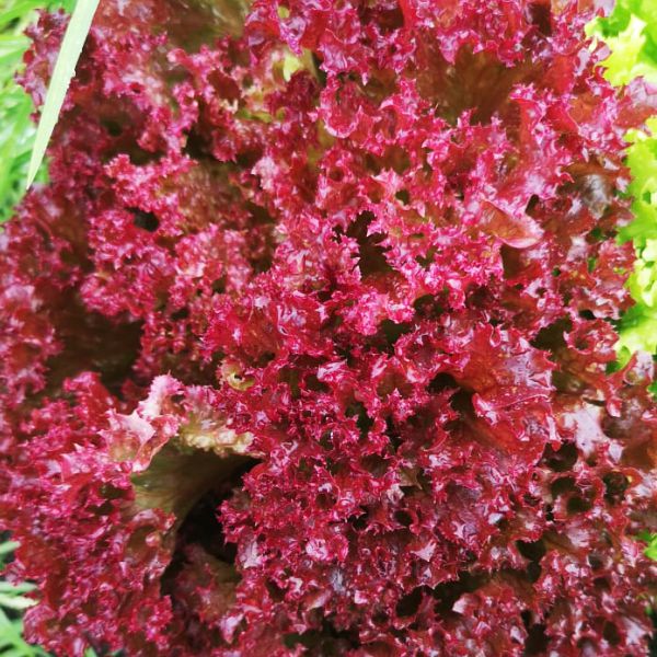 Lechuga Roja Crespa.