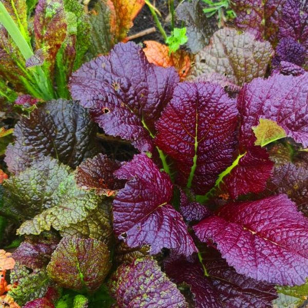 Lechuga Mostaza Roja