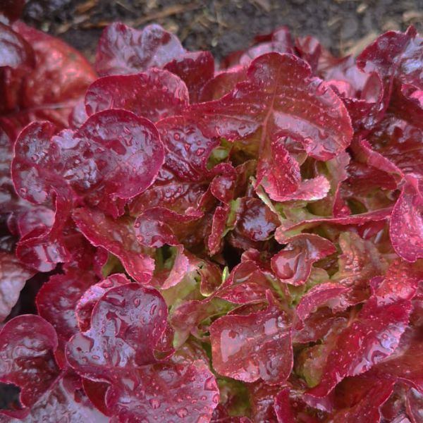 Lechuga Romana Roja