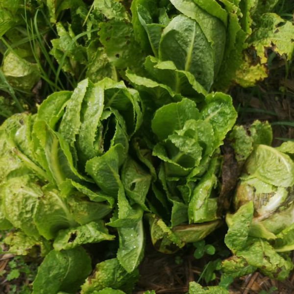 Lechuga Romana.