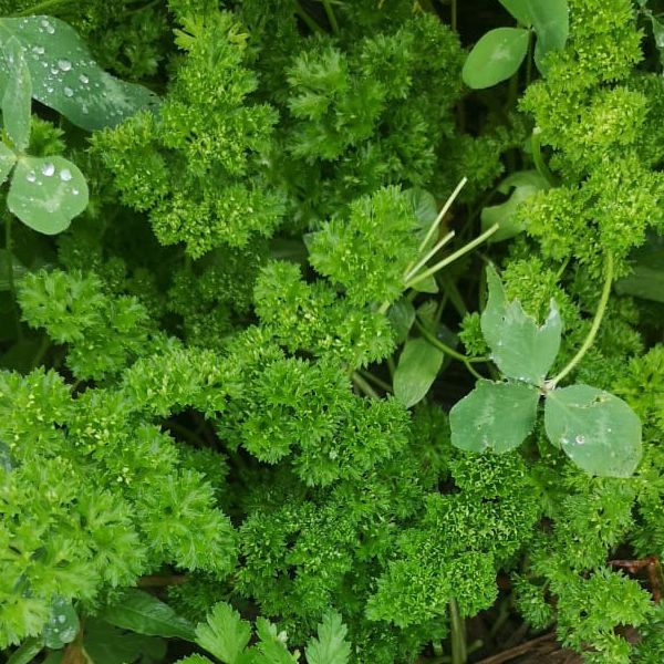 Perejil Crespo