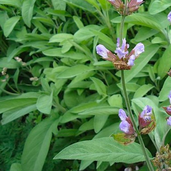Salvia