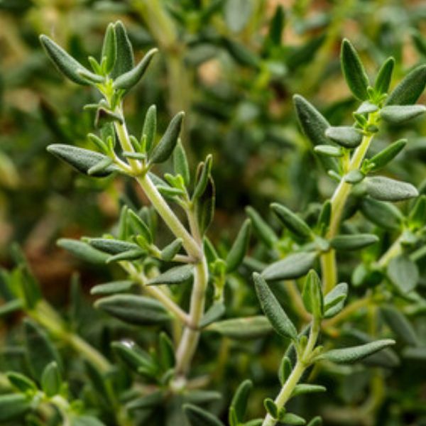 Tomillo