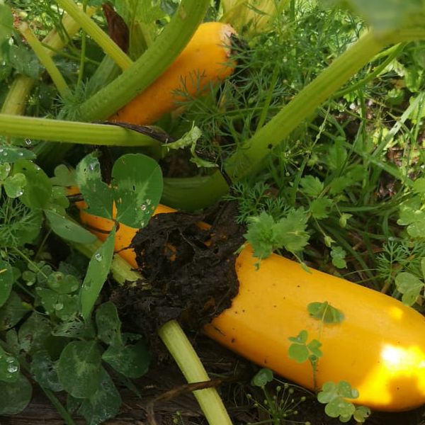 Zuccini amarillo.